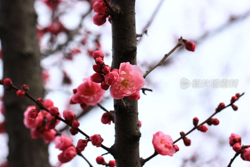 立春时节含苞怒放的红梅