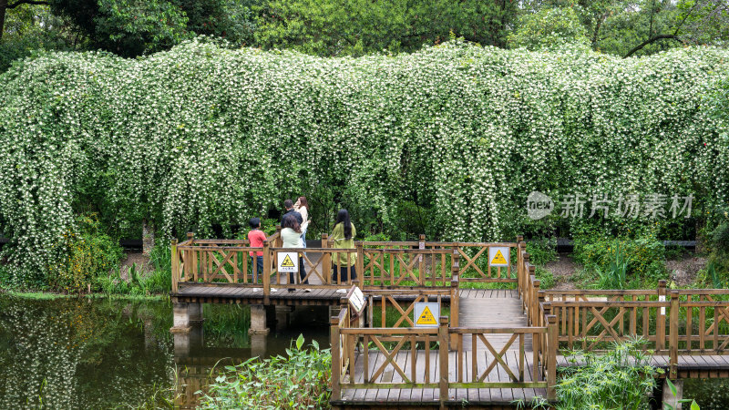 四川省成都植物园的木香花瀑布