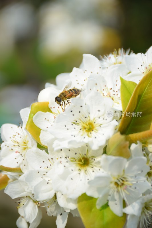 盛开的白色梨花特写