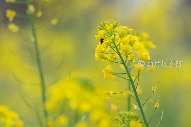 春天油菜花和蜜蜂