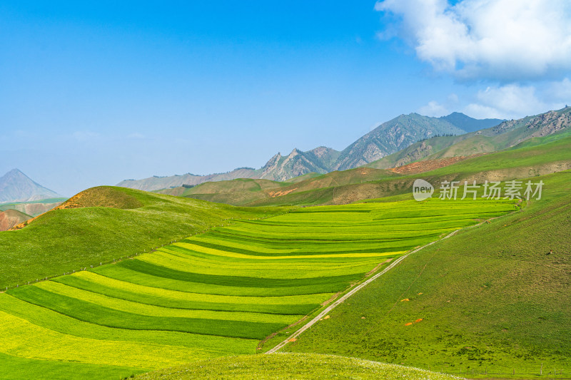 青海祁连县卓尔山景区，夏季起伏的高山牧场