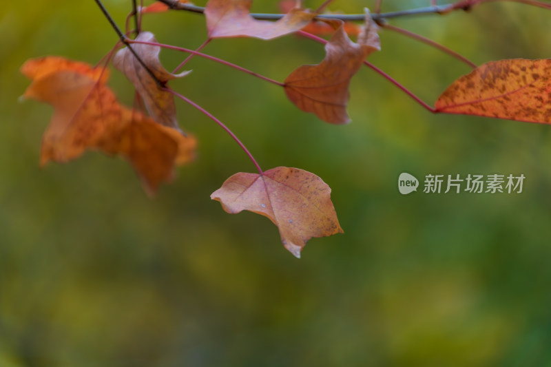 福州乌山历史风貌区秋景