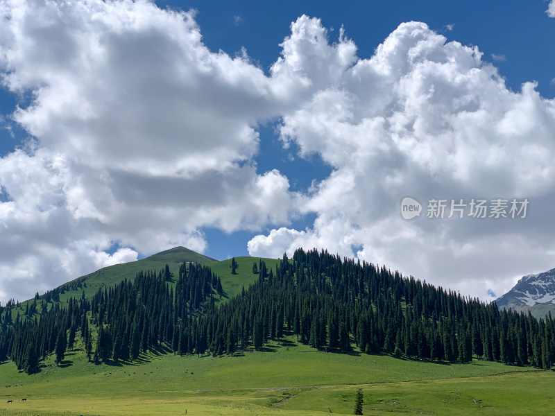 中国新疆伊犁那拉提草原夏季旅游风光