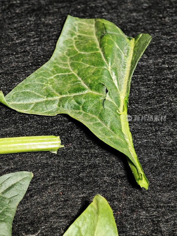 绿色植物叶片特写