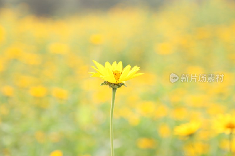 野菊花系列