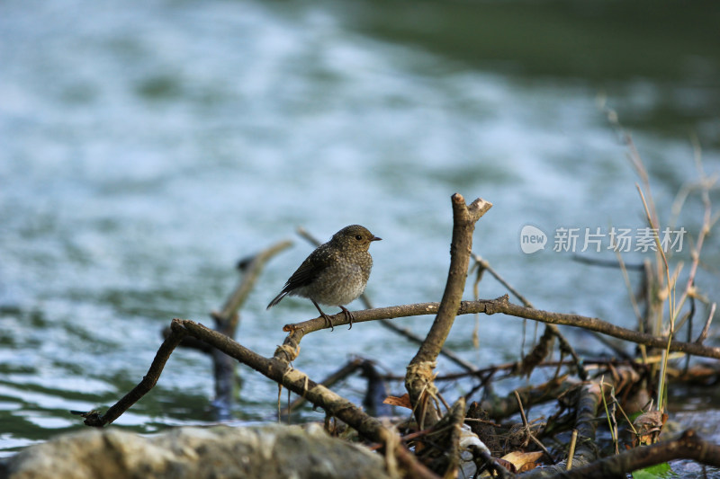 河水边的红尾水鸲