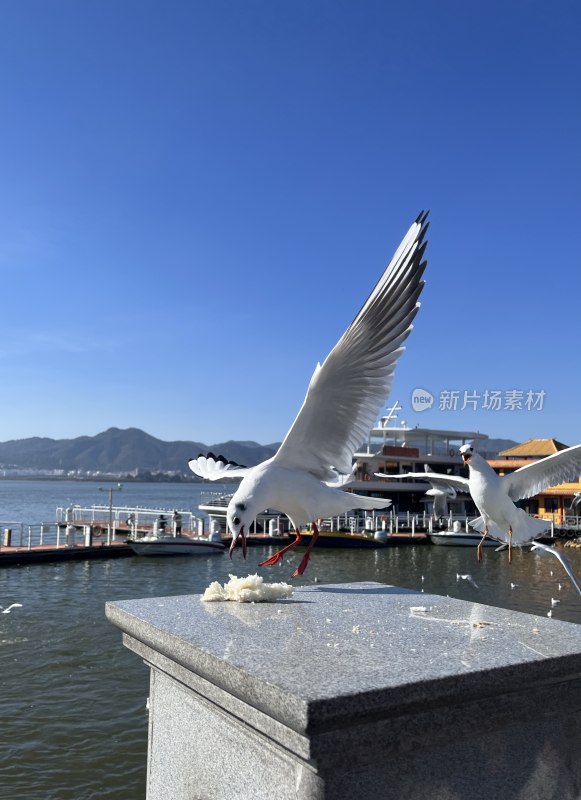 海鸥于水边石台啄食场景