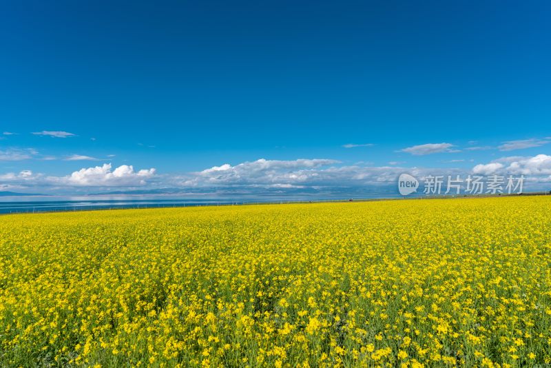 青海湖油菜花