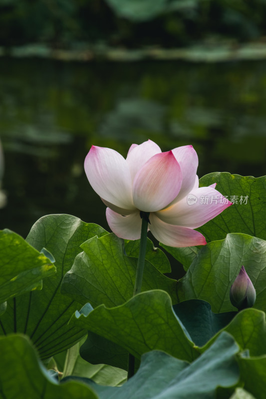 夏季荷花开放特写镜头