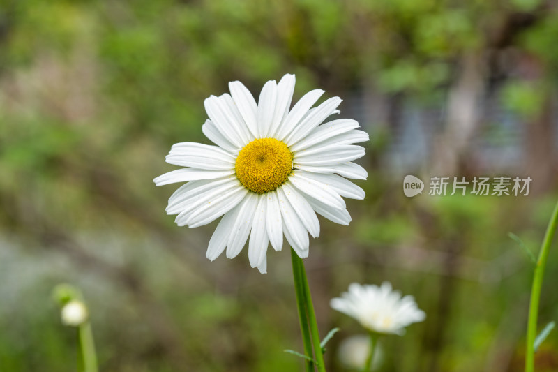 园艺植物大滨菊大白菊特写