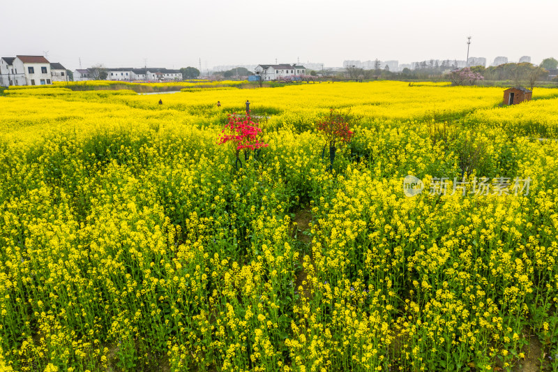 鼋头渚春天油菜花田