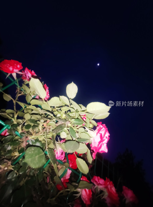 夜色下的玫瑰丛