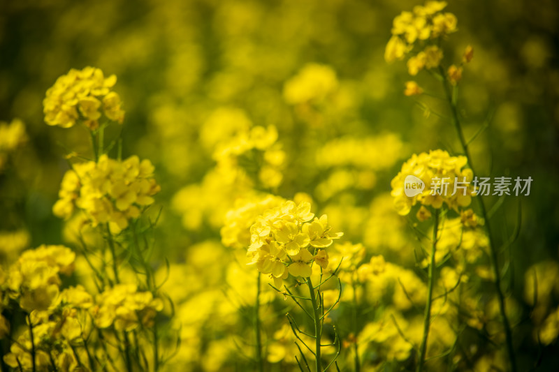 春天野外金灿灿的油菜花田金黄色花海