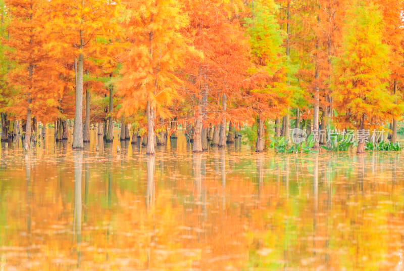 成都白鹭湾湿地公园水杉秋景