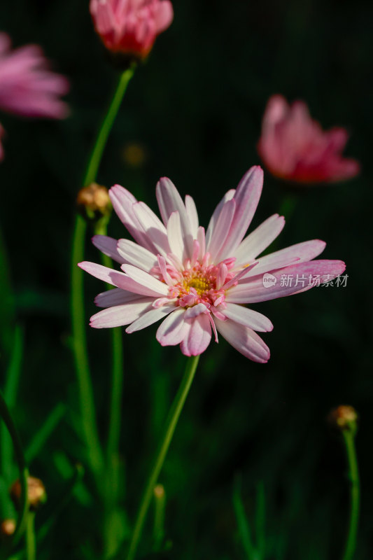 粉色雏菊特写，清新自然之美