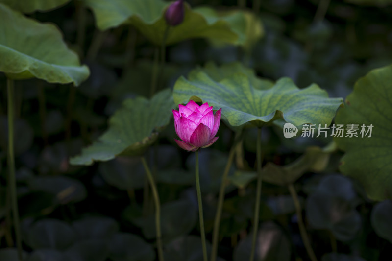 夏季公园荷塘荷叶丛中荷花特写