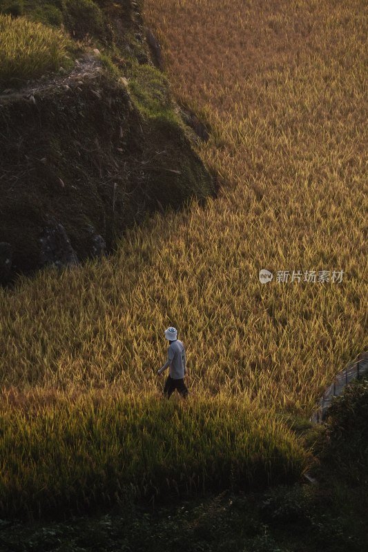 贵州梯田 金黄色稻田里的身影