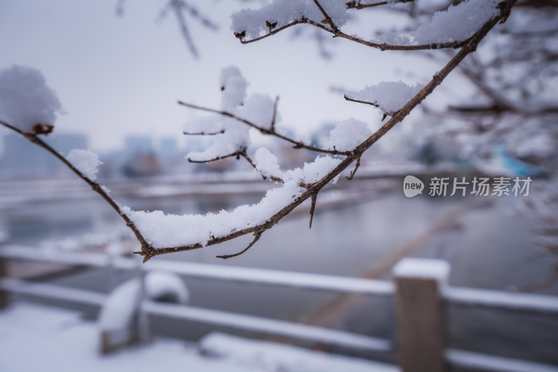 下雪了城市公园自然风景