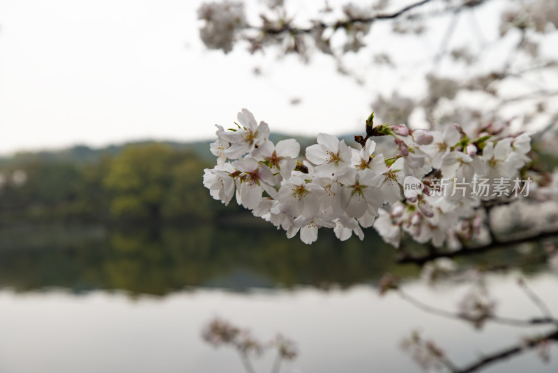 春天盛开的樱花特写