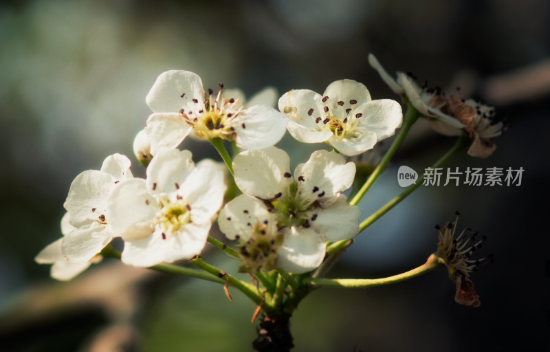 揭阳市邹堂梨花 梨花盛开 春天白色梨花