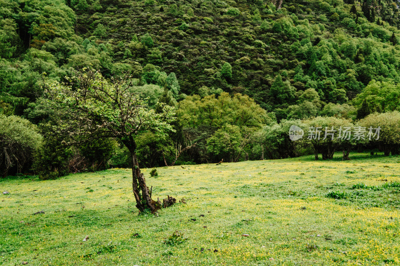 阿坝州四姑娘山长坪沟