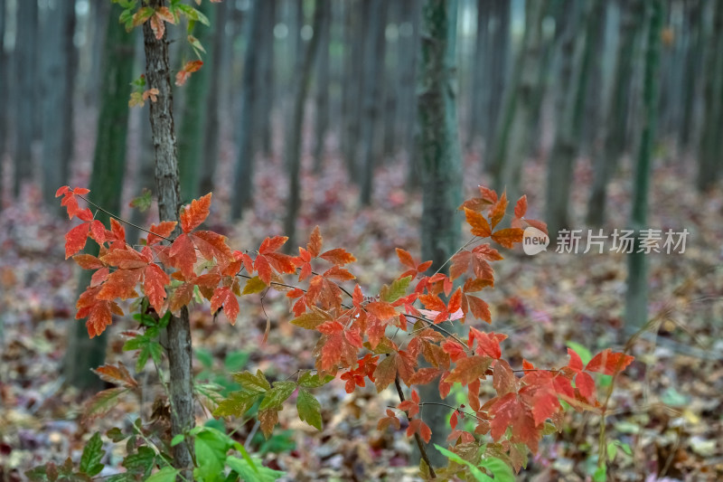 秋天霜降红叶