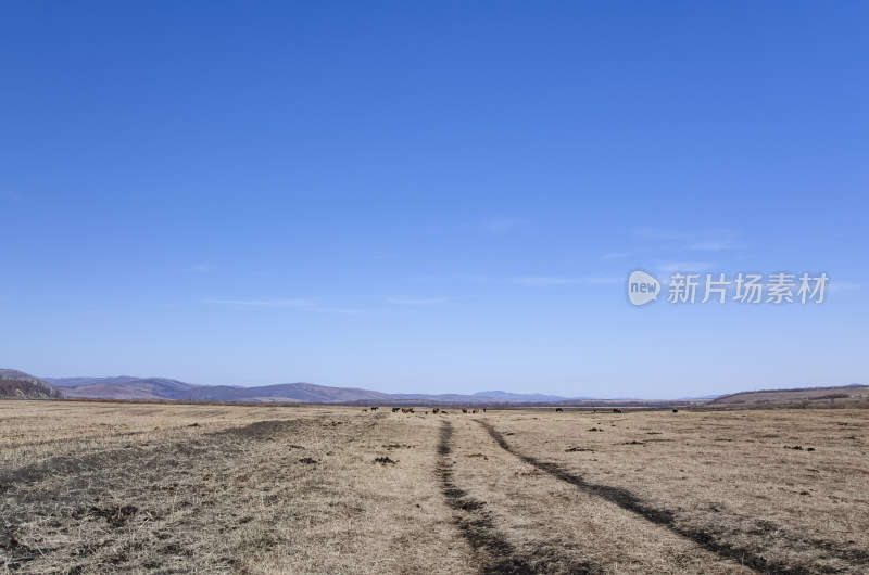 内蒙古呼伦贝尔临江屯草原牧场秋景