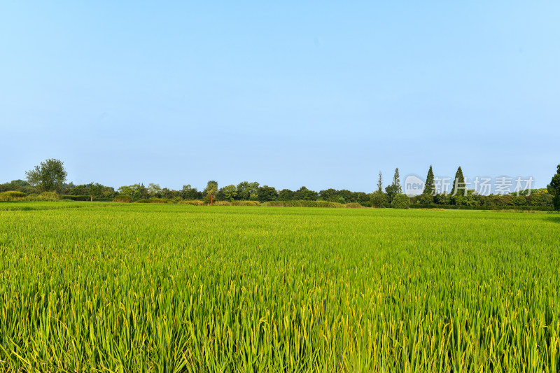 生长的的稻田稻穗,乡村经济