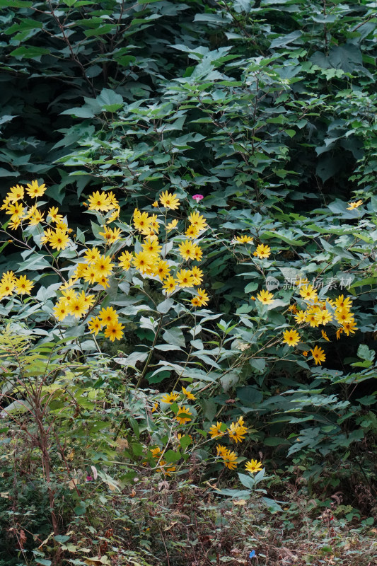 北京圆明园公园盛开的菊花