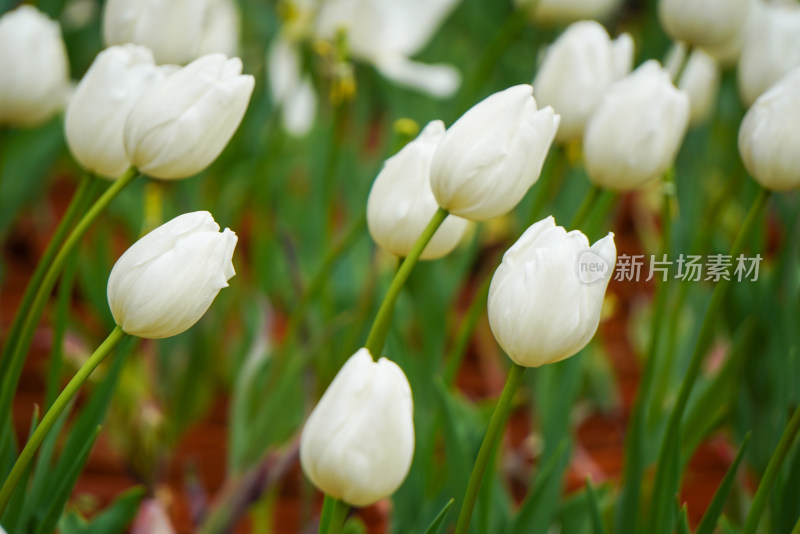 郁金香特写