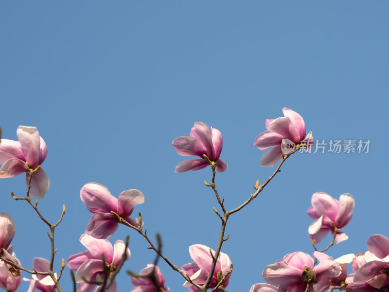 春天蓝色天空下粉红色玉兰花盛开自然风景