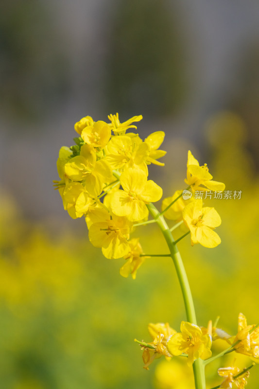 逆光拍摄带着露水的油菜花