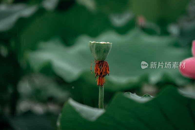 雨后荷花