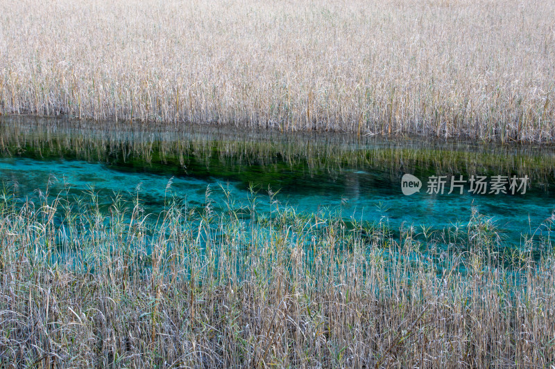 九寨沟秋色，芦苇海