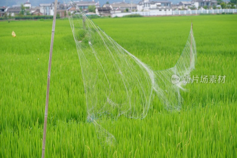 田野乡村与远山风景