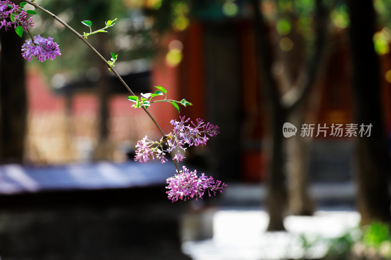 北京紫禁城紫丁香花枝特写