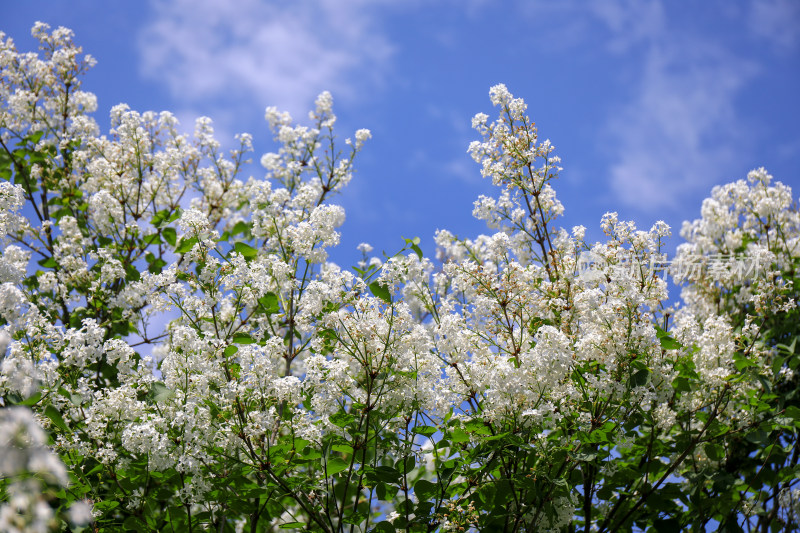 白色丁香花