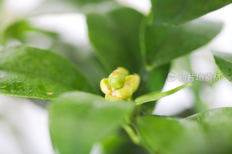 特写柠檬树上花朵开谢后的柠檬果实