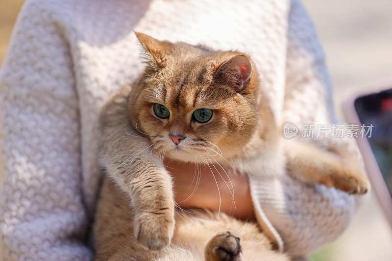 一个人抱着宠物猫金渐层