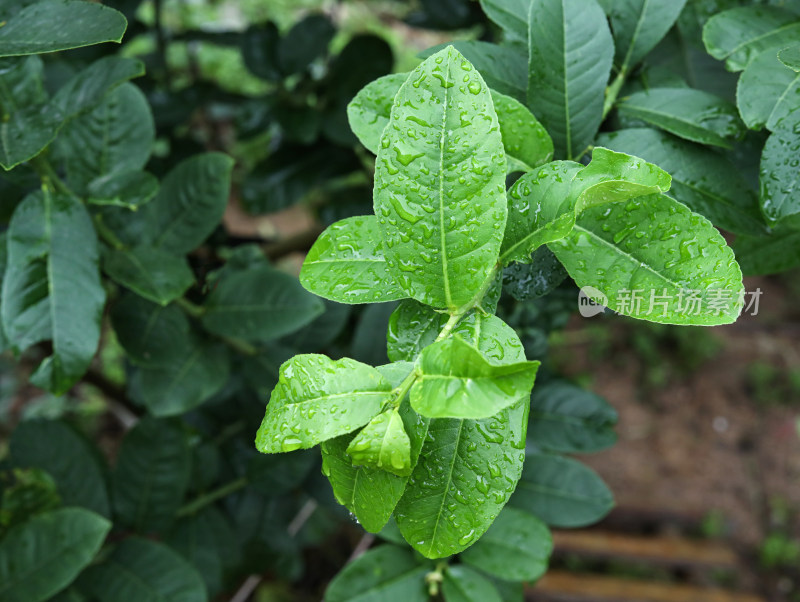 春天绿色的植物叶子树叶和水滴雨滴