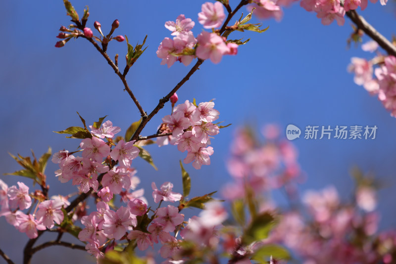 杭州西湖花港观鱼的河津樱樱花