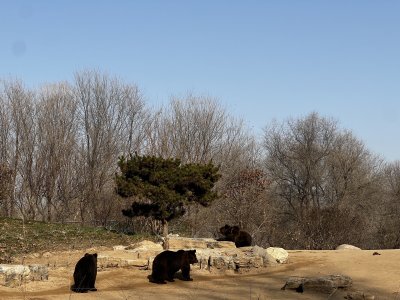 北京野生动物园黑熊在树林旁的沙地上活动