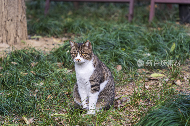 表情严肃的狸花猫