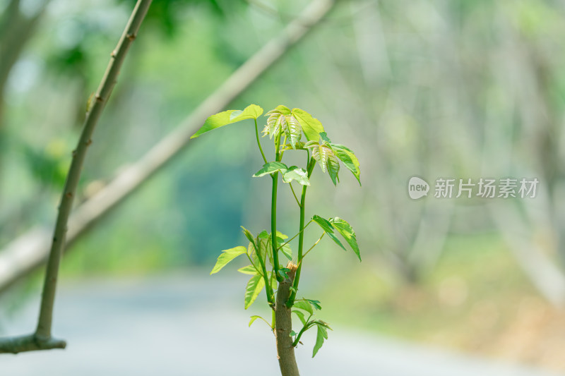 生长的绿色植物