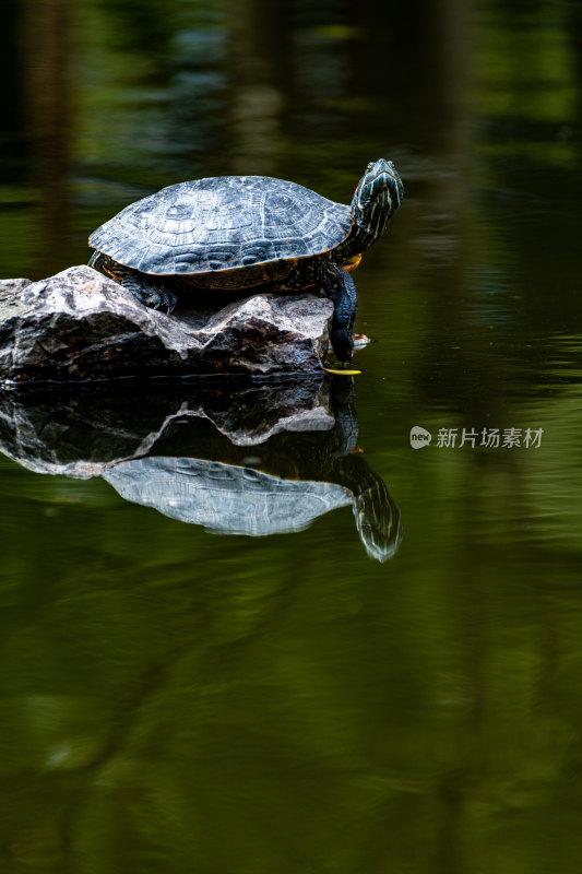 上海植物园乌龟特写