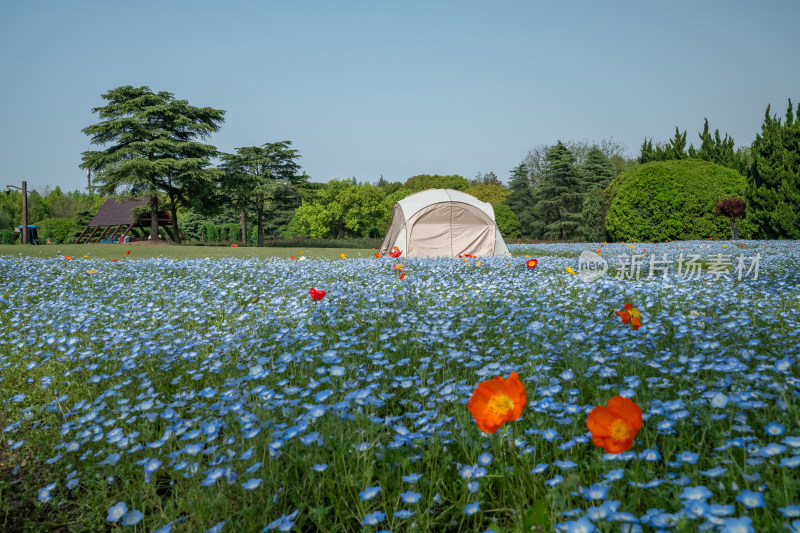 春天户外公园莫奈花园喜林草花海帐篷露营