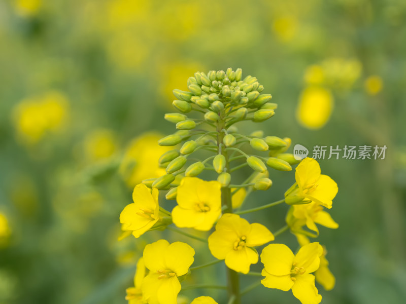 春天田野里盛开的油菜花自然风景背景农业