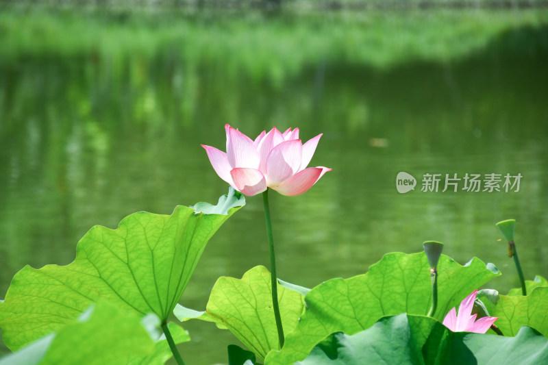 荷花，优雅绽放于碧绿荷叶间