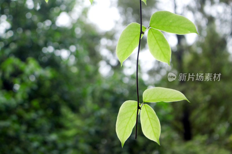 树叶植物嫩叶