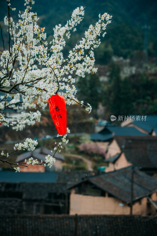 梨花开的季节